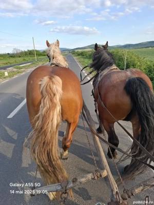 Vând urgent iapa șarga ! - imagine 4