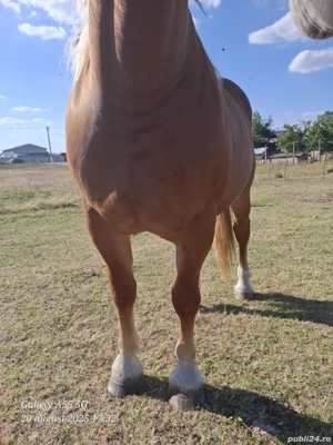 Vând urgent iapa șarga ! - imagine 5