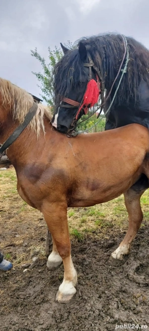 Vând urgent iapa șarga ! - imagine 2