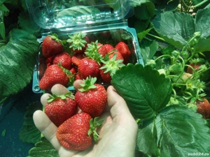 De vânzare stoloni de căpșuni din soiul Albion.