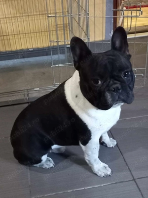 Bulldog Francez  - imagine 4