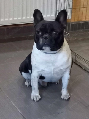 Bulldog Francez