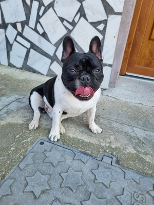Bulldog Francez  - imagine 2