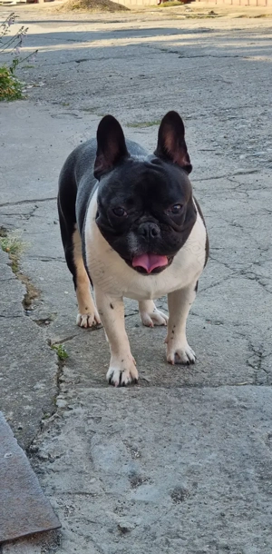 Bulldog Francez  - imagine 3