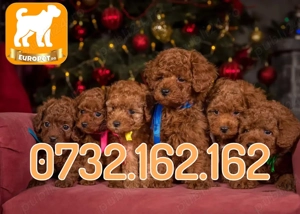 Caniche Pitic Pudel Toy Poodle Mini cu Factura-Carnet-Microcip-Inregistrare-Livrare la Bucuresti - imagine 2