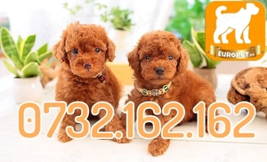 Caniche Pitic Pudel Toy Poodle Mini cu Factura-Carnet-Microcip-Inregistrare-Livrare la Bucuresti