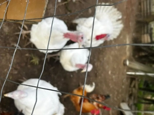 Vând cocoși,  curci și curcani de carne  - imagine 4