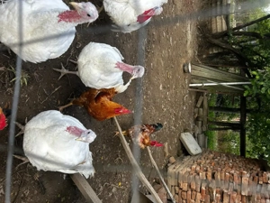 Vând cocoși,  curci și curcani de carne  - imagine 3