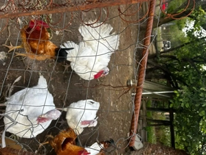 Vând cocoși,  curci și curcani de carne  - imagine 2