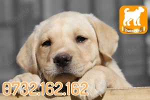 Labrador de Vanzare prin Firma Autorizata- Factura-Garantie-Carnet-Microcip-Transport la Timisoara - imagine 2