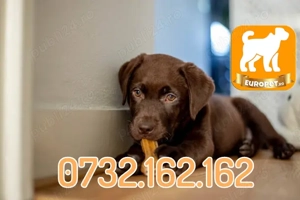 Labrador de Vanzare prin Firma Autorizata- Factura-Garantie-Carnet-Microcip-Transport la Timisoara - imagine 4