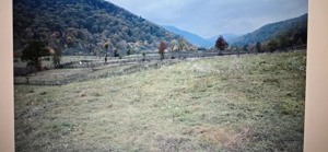 Teren Garcina-Cuiejdi - imagine 4