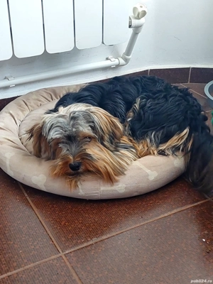 Yorkshire mascul  - imagine 2