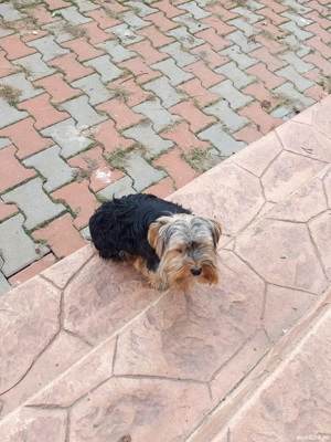 Yorkshire mascul  - imagine 3