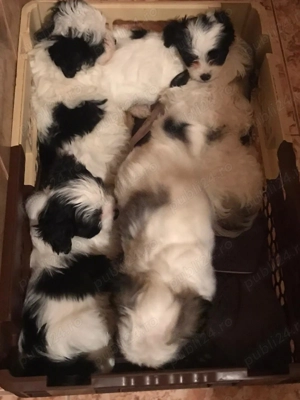 Pui Bichon havanez de vânzare 