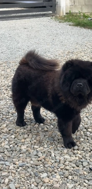 Chow chow mascul  - imagine 3