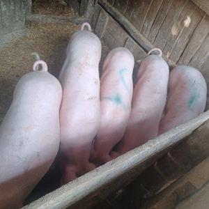 Vând soldani  - imagine 2 Vând soldani  - imagine 2