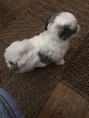 Pui Bichon havanez de vânzare  - imagine 2 Pui Bichon havanez de vânzare  - imagine 2