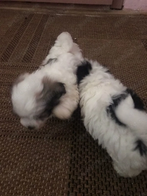 Pui Bichon havanez de vânzare  - imagine 3 Pui Bichon havanez de vânzare  - imagine 3