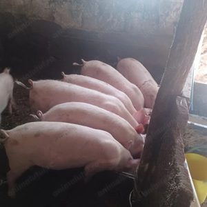 Vând soldani  - imagine 3 Vând soldani  - imagine 3