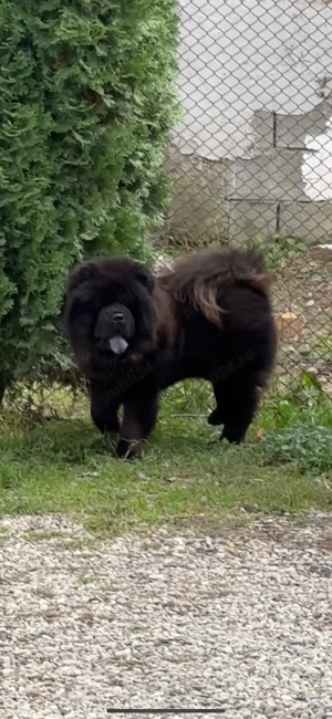 Chow chow mascul  - imagine 7