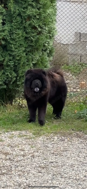 Chow chow mascul  - imagine 6