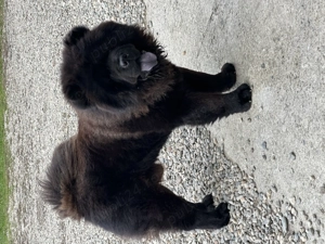 Chow chow mascul  - imagine 4