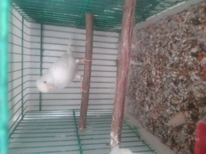 Canari frumosi si Galagiosi 