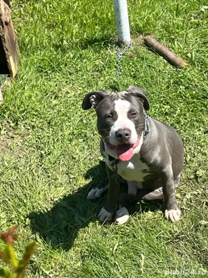 vand catel amstaf blue - imagine 2