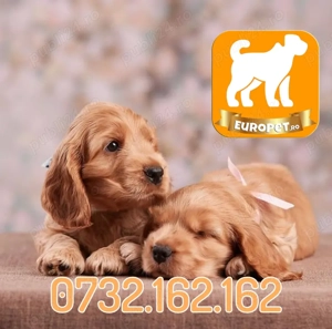 Cocker Spaniel de vanzare cu Factura-Garantie-Microcip-Carnet-Inregistrare-Livrare la Bucuresti