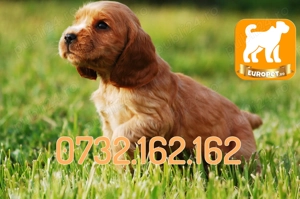 Cocker Spaniel de vanzare cu Factura-Garantie-Microcip-Carnet-Inregistrare-Livrare la Bucuresti - imagine 3