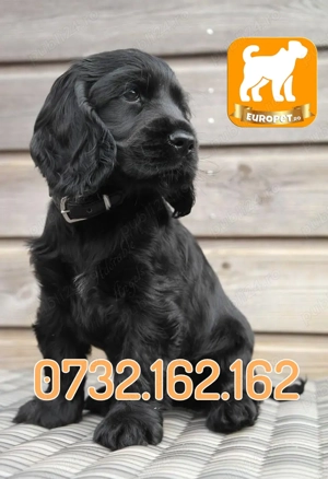 Cocker Spaniel de vanzare cu Factura-Garantie-Microcip-Carnet-Inregistrare-Livrare la Bucuresti - imagine 2