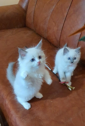 Motanel cu pedigree! - imagine 4