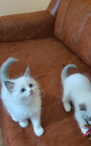 Motanel cu pedigree! - imagine 5