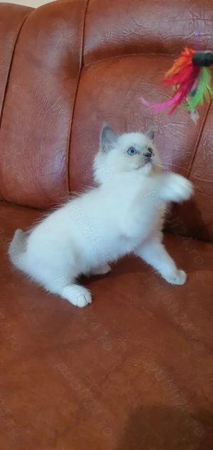 Motanel cu pedigree! - imagine 2