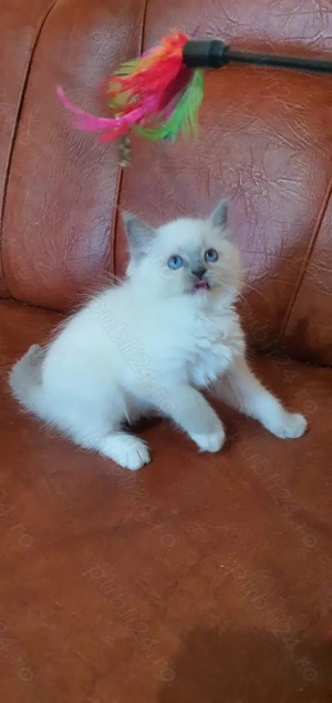 Motanel cu pedigree! - imagine 3