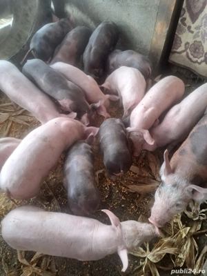 vand purcei 8 saptamani