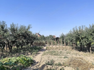 Casa de vanzare, teren mare, intrare auto - Sacadat, Bihor - imagine 17