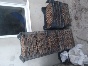 Vind nuci în coarjă 6.5 kg  buhusi  