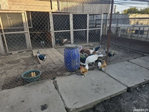 Vând sau schimb PAUNI pe cereale