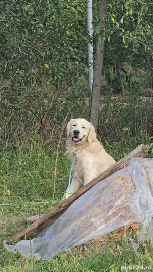 donez Golden Retriever - imagine 3 donez Golden Retriever - imagine 3