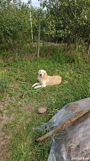 donez Golden Retriever