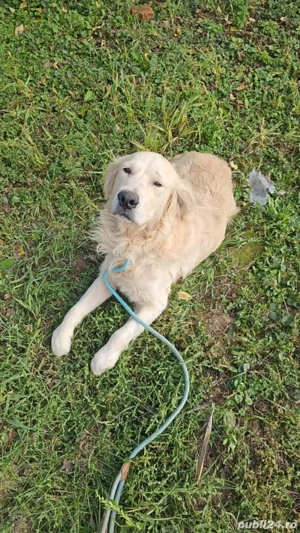 donez Golden Retriever - imagine 2 donez Golden Retriever - imagine 2