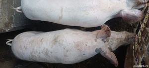 vand porci grasi 100 kg  - imagine 3