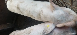 vand porci grasi 100 kg 