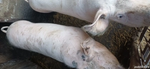 vand porci grasi 100 kg  - imagine 2