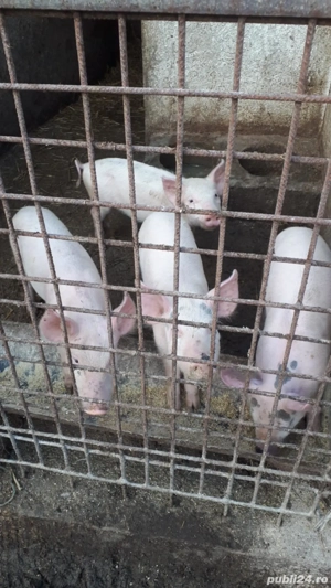 purcei de vânzarea landras cu marel alb - imagine 2 purcei de vânzarea landras cu marel alb - imagine 2