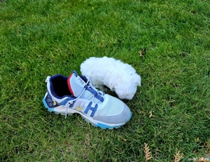 Bichon maltese minitoy - imagine 2 Bichon maltese minitoy - imagine 2