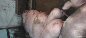 porci pietran cu pic  - imagine 4