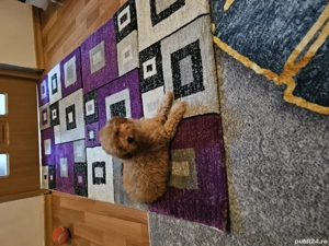 Poodel Toy  - imagine 5